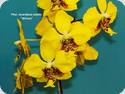 Phal. stuartiana var. nobilis Wilson